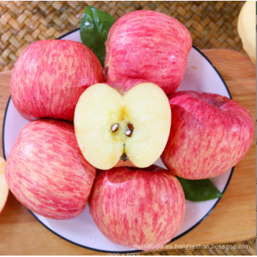Nueva cultivo Qinguan Fuji Fresh Apple Fruits